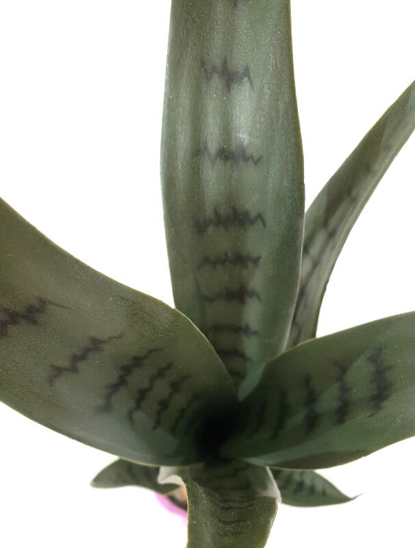 Künstliche Pflanzen Sansevieria Bogenhanf Poliana Getopft 50 cm Zimmerpflanze