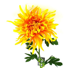 Spinnenchrysantheme Kunstblume künstliche Chrysantheme gelb 70 x20cm