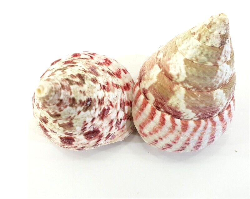 Muscheln Meeresmuscheln 500 g Trochus stellatus Rosa Meeresschnecke Maritim Deko