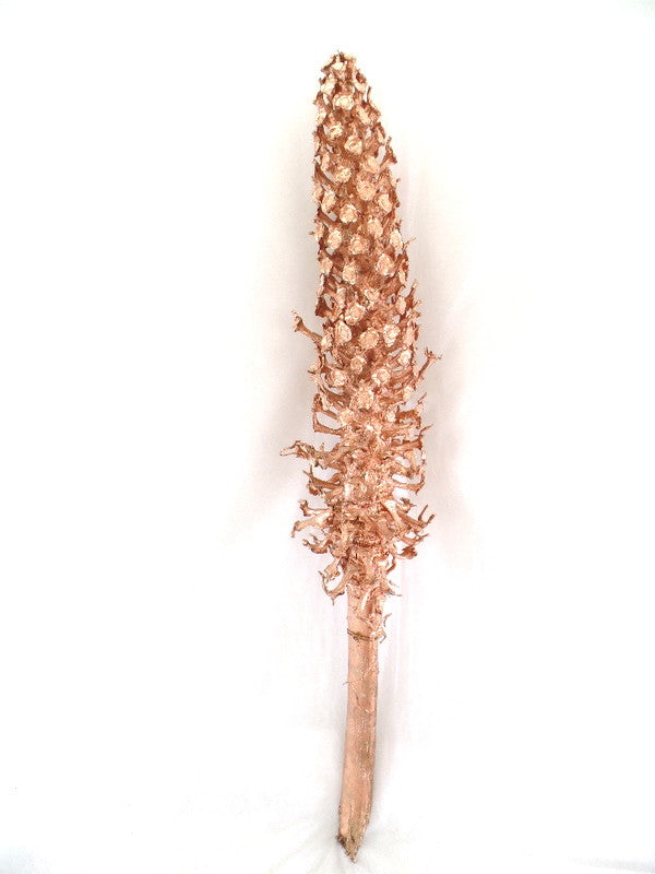 Trockenblumen Palmenblüte  kupferfarben Cacho Dekoration ca. 85 cm Lang