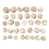 MUSCHELN MEERESMUSCHELN 500 g Trochus stellatus Rosa Meeresschnecke Maritim Deko