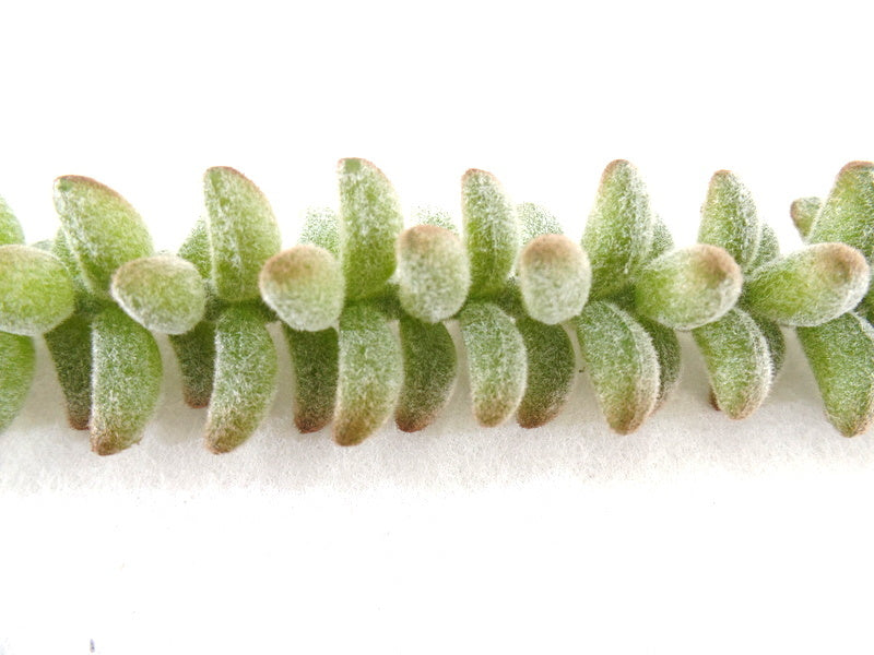 Kunstblumen Sedum Picks 4 Stück grün grau 24 cm Lang Seide Gestecke Dekoration