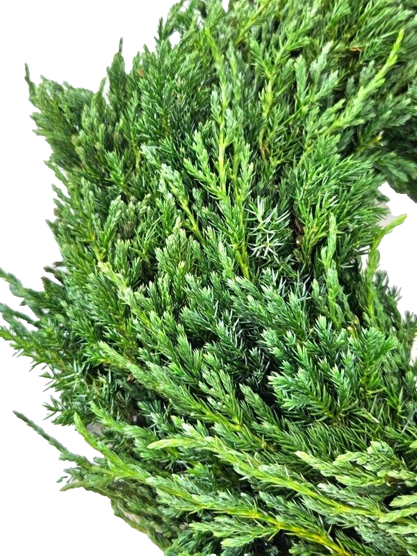 Kranz Wacholder Rohling halbrund Juniperus Adventskranz Frisch 35 cm Dekoration