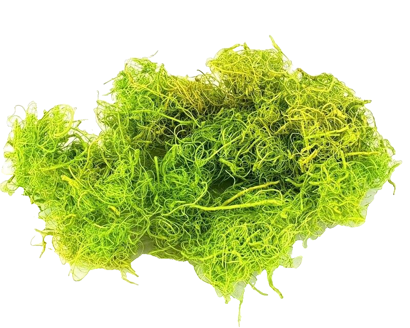 Curly Moos Grün Apfelgrün 200 g Curlymoos Moos Deko Moos Basteln Dijk