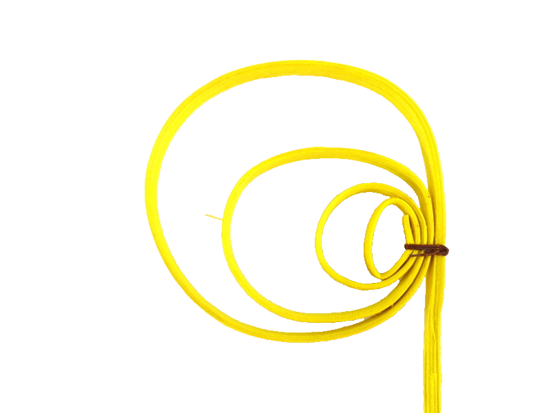 Trockenblumen Rohrkreisel Cane Coil mini Gelb 100 Stiele Naturmaterial Deko