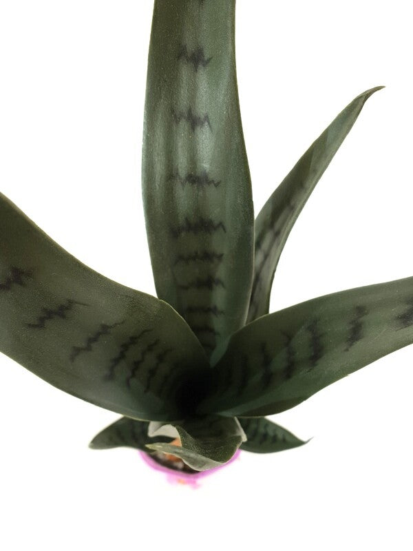 Künstliche Pflanzen Sansevieria Bogenhanf Poliana Getopft 50 cm Zimmerpflanze