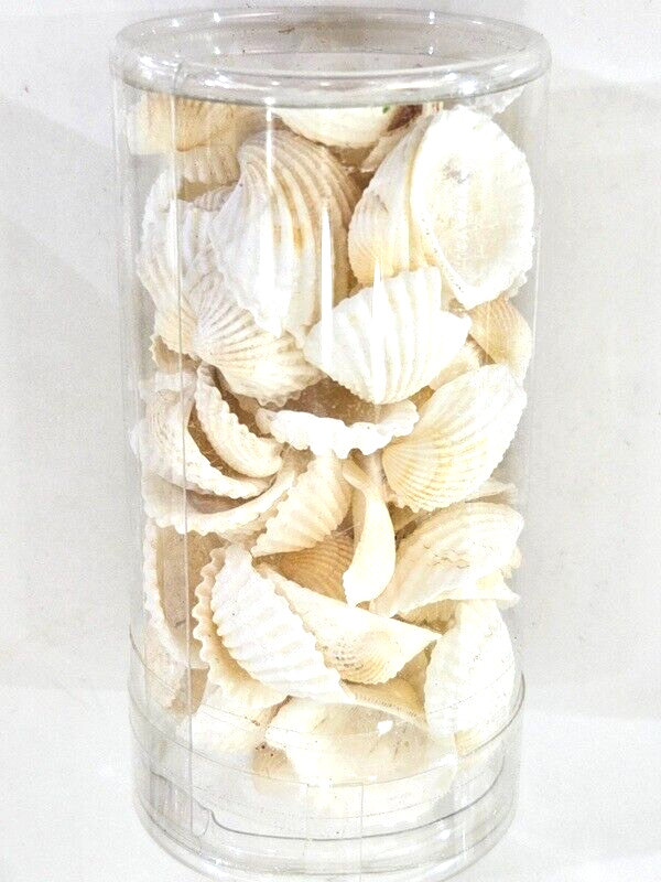 Muscheln Mix 420 g in 6 Box Shell maritime Dekoration Basteln Geschenk