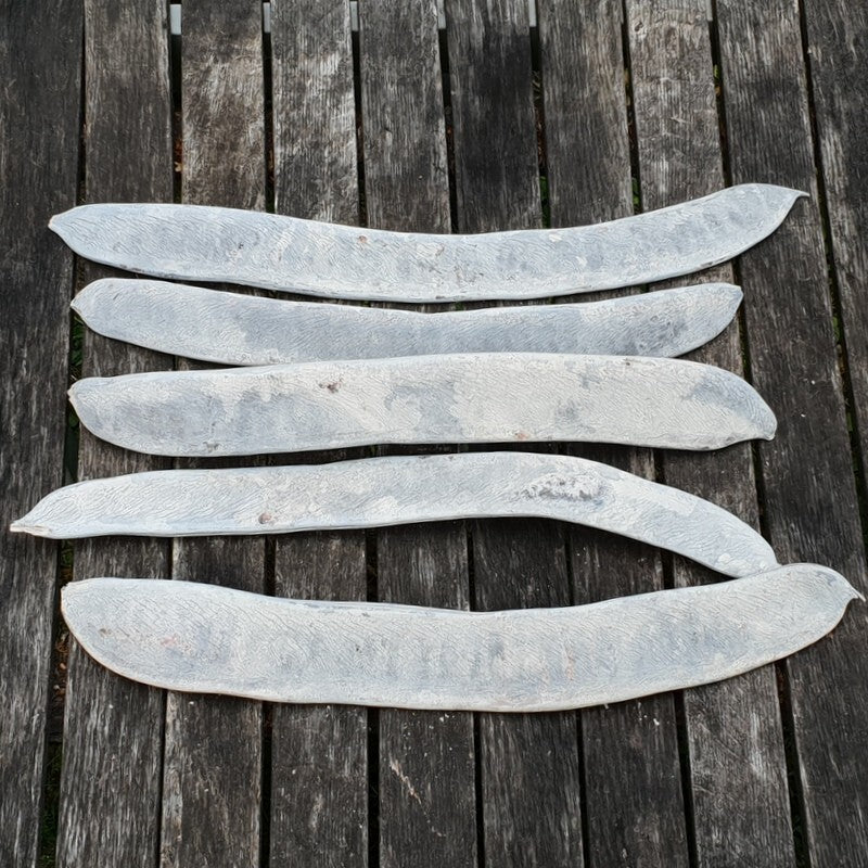 Trockenblumen 5 Stück Feijao - Bohnen ganz Frosted Wit Weiß Dekoration exotisch