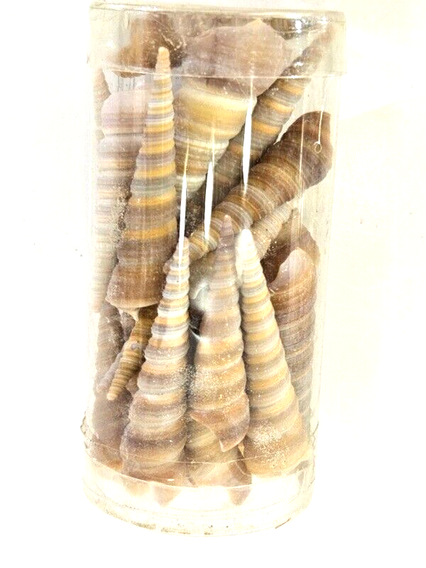 Muscheln Mix 420 g in 6 Box Shell maritime Dekoration Basteln Geschenk