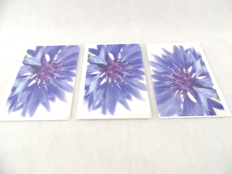 Fleurop 3 - er Set Karten Blaue Kornblume Edition Gruß- Glückwunschkarten Blumen