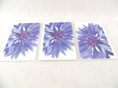 Fleurop 3 - er Set Karten Blaue Kornblume Edition Gruß- Glückwunschkarten Blumen