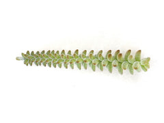 Kunstblumen Sedum Picks 4 Stück grün grau 24 cm Lang Seide Gestecke Dekoration