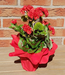 Künstliche Geranie rot Pelagonium im Topf Top Kunstblumen Blume Geschenk