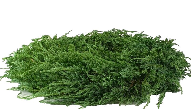 Kranz Wacholder Rohling halbrund Juniperus Adventskranz Frisch 35 cm Dekoration