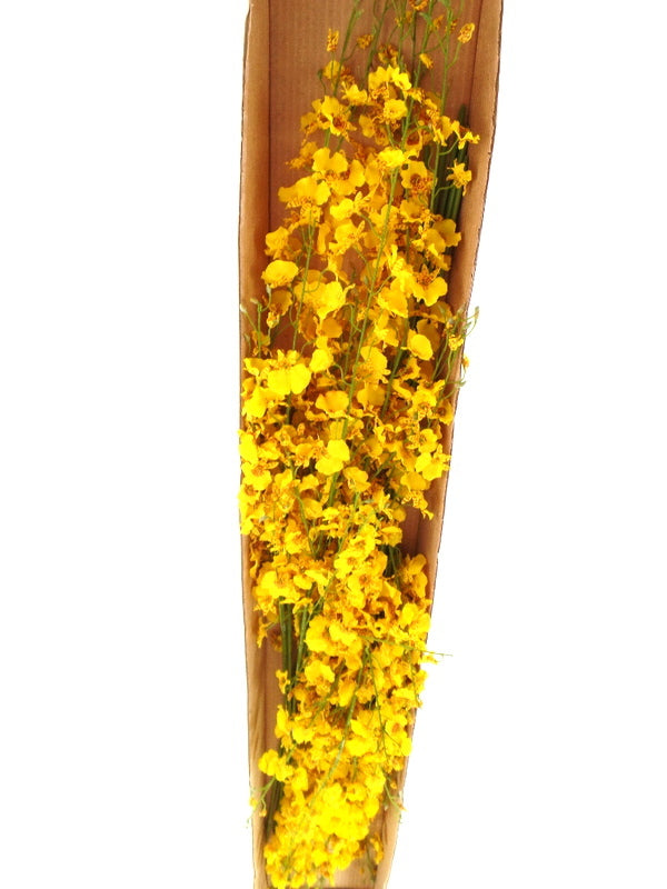 Künstliche Seidenblumen 1 Karton mit 12 gelben Orchideen 100 cm Dekoration