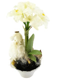 WEIHNACHTSGESTECK AMARYLLIS Weiß im Keramiktopf Gold Sterne Lampions Band