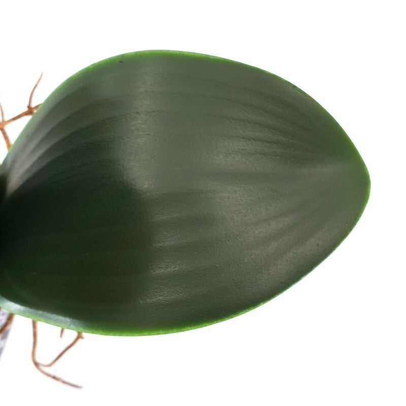 Orchideenblätter Basis wie echt 3 Paar künstlich Luftwurzeln &  1 Orchideenstiel