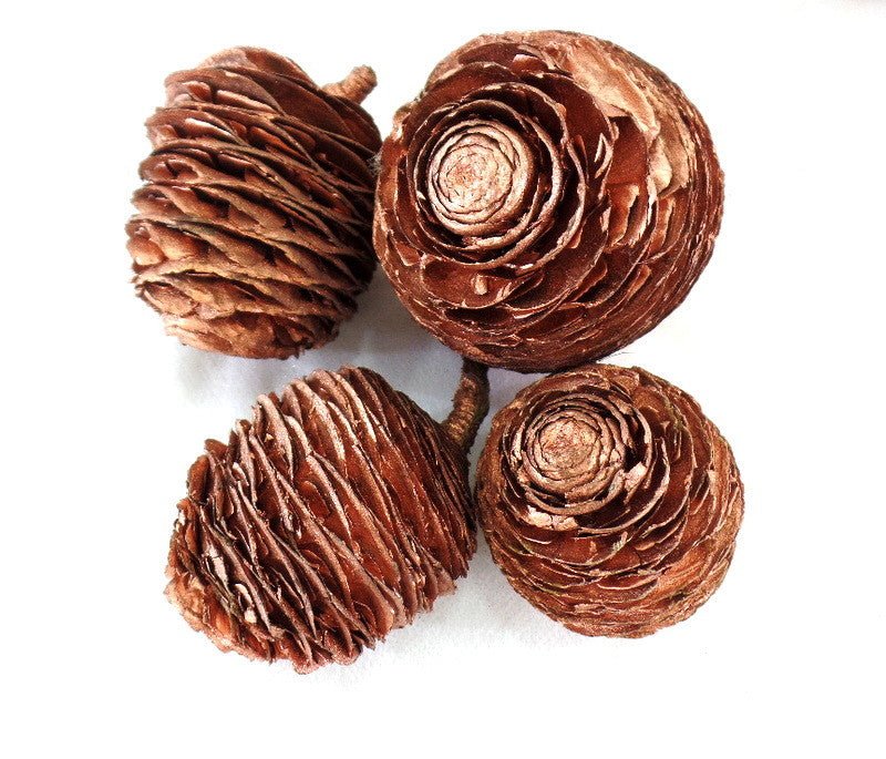 Trockenblumen Schoten Muscheln Schnecken Deko Mix 700 g kupferfarben Dekoration