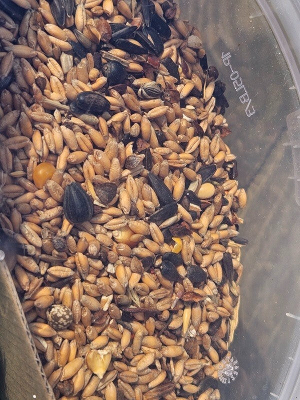 Vogelfutter Mix Eimer 3 kg Vogelfutter Meisenfutter schwarze Sonnenblumenkerne