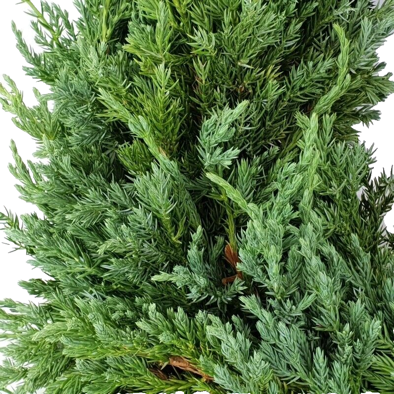 Kranz Wacholder Rohling halbrund Juniperus Adventskranz Frisch 35 cm Dekoration