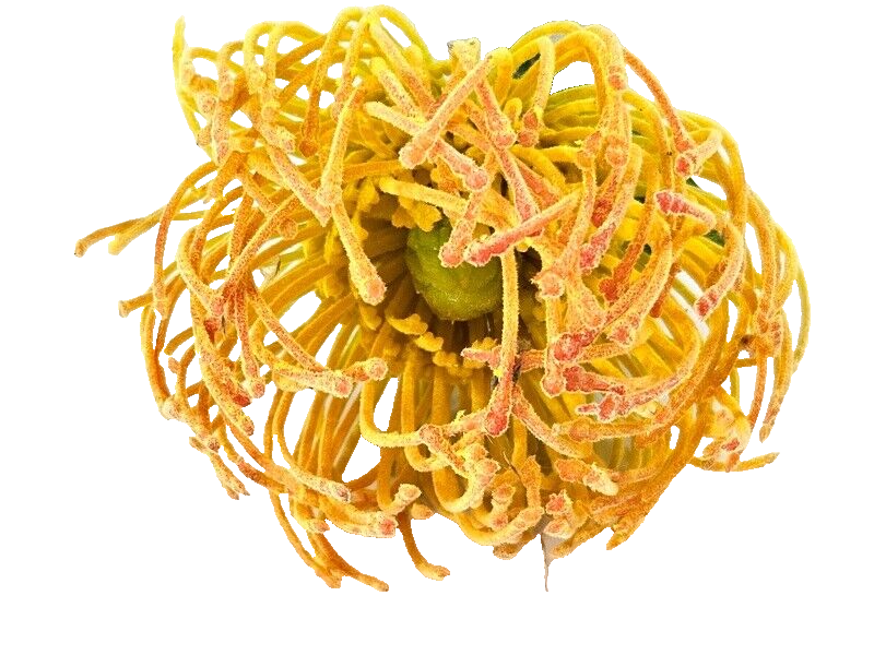 Kunstblume künstliches Nadelkissen  orange 70 L x 10 cm Einzelblume Dekoration