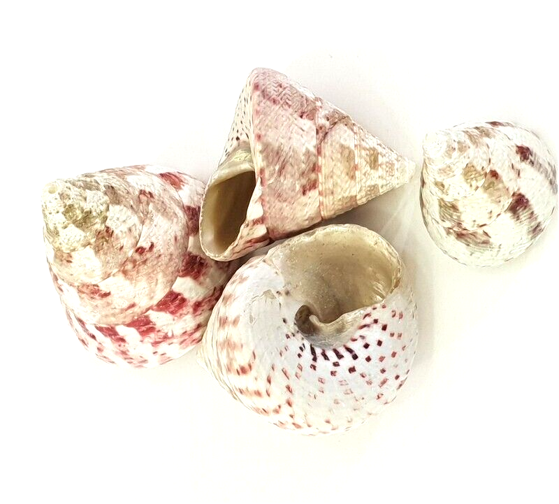 Muscheln Meeresmuscheln 500 g Trochus stellatus Rosa Meeresschnecke Maritim Deko