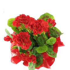 Künstliche Geranie rot Pelagonium im Topf Top Kunstblumen Blume Geschenk