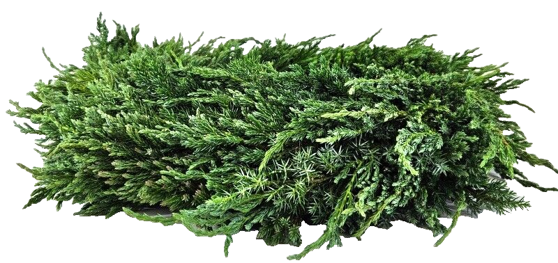 Kranz Wacholder Rohling halbrund Juniperus Adventskranz Frisch 35 cm Dekoration