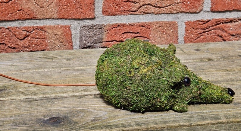 Maus Moos Grün Dekoration Deko