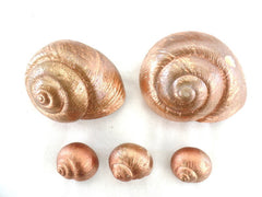 Trockenblumen Schoten Muscheln Schnecken Deko Mix 700 g kupferfarben Dekoration