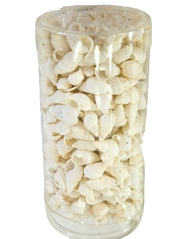 Muscheln Mix 420 g in 6 Box Shell maritime Dekoration Basteln Geschenk