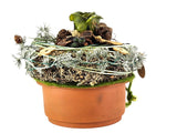 CASA - POADOR GRABSCHMUCK Urnengrab Wachsrose Friedhof.