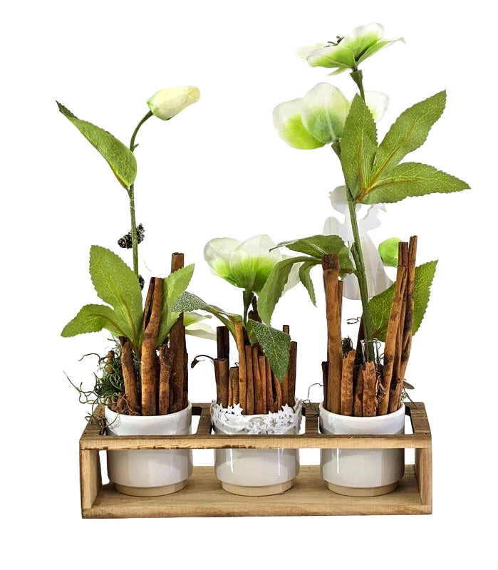 CASA - POADOR GESTECK in Holzkästchen Christrosen Zimt Engelstecker.