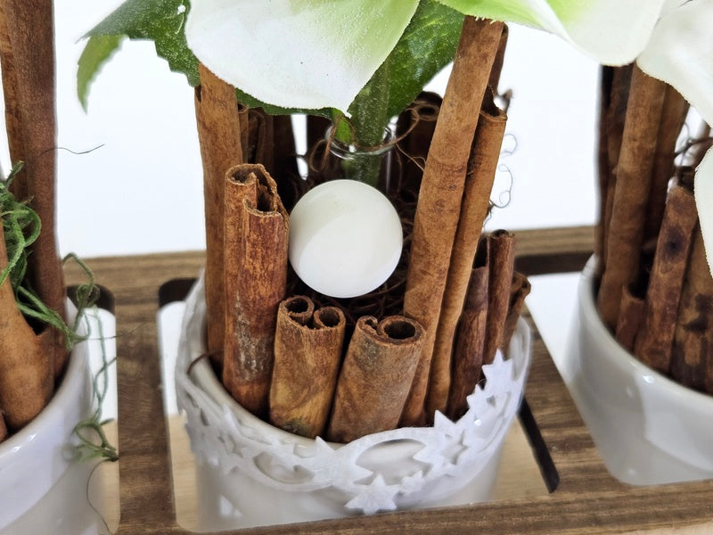 CASA - POADOR GESTECK in Holzkästchen Christrosen Zimt Engelstecker.