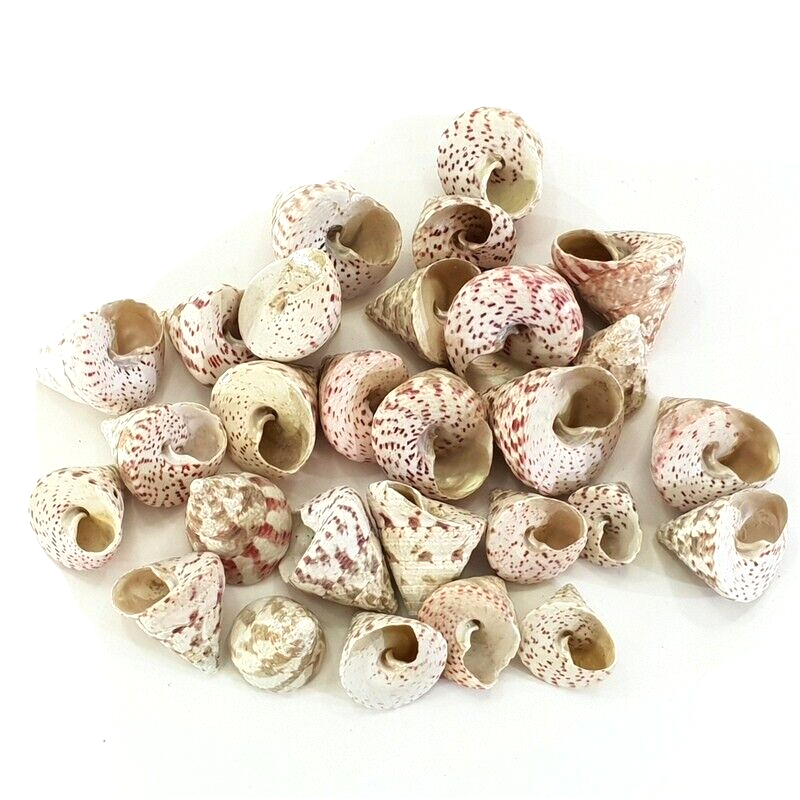 MUSCHELN MEERESMUSCHELN 500 g Trochus stellatus Rosa Meeresschnecke Maritim Deko