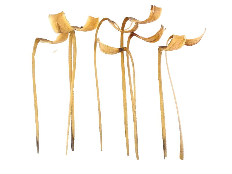 TROCKENBLUMEN SILBERBLATT 25 Stiele Gigante Natur Dekoration Grabschmuck Wohnaccessoires