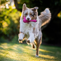 LABONI - Volentis GmbH - Franzi Flamingo