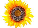 CASA - POADOR SONNENBLUME künstlich Kunstblume gelb 108 L x 23 cm Band Filzkürbisse Deko