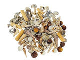 MUSCHEL MIX IN BOX Shell Nature in Tray Dekoration