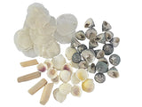 CASA - POADOR MUSCHEL MIX in Box Trochus Capis DIY Basteln