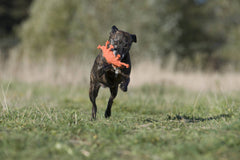 LABONI - Volentis GmbH - Kristof Krabbe