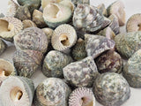 MUSCHELN MEERESMUSCHELN 500 g Trochus Stellata Grün / Grau Meeresschnecke Maritim Diy Basteln Deko