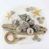 MUSCHELN MEERESMUSCHELN 500 g Trochus Stellata Grün / Grau Meeresschnecke Maritim Diy Basteln Deko