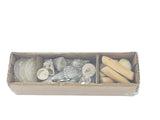 CASA - POADOR MUSCHEL MIX in Box Trochus Capis DIY Basteln