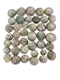 MUSCHELN MEERESMUSCHELN 500 g Trochus Stellata Grün / Grau Meeresschnecke Maritim Diy Basteln Deko