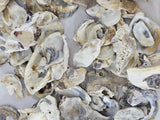 MUSCHEL MIX IN BOX Shell Nature in Tray Dekoration