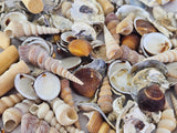 MUSCHEL MIX IN BOX Shell Nature in Tray Dekoration